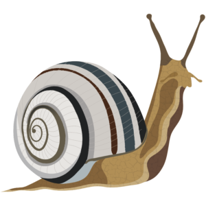 CARACOL_NORMAL_v1