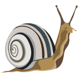 CARACOL NOVEDADES